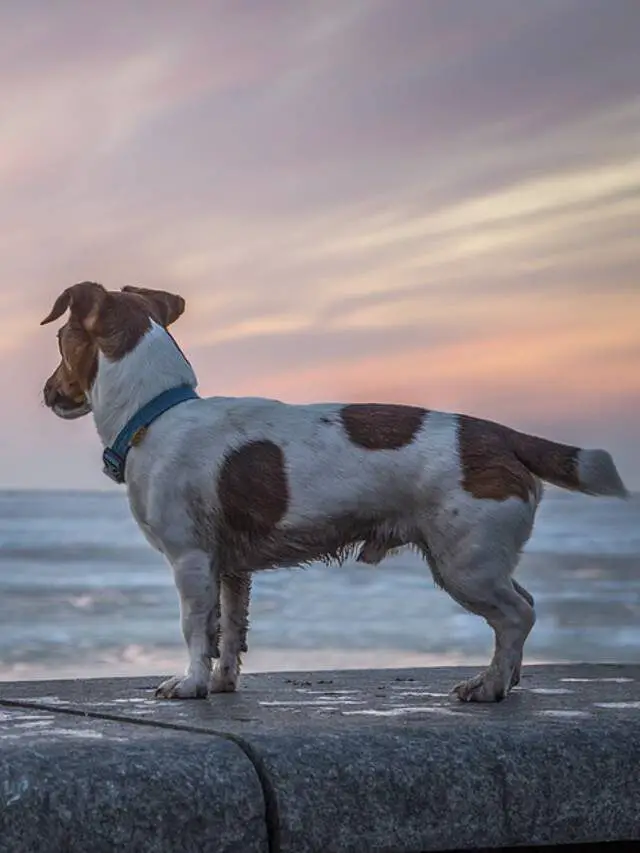 08 dicas de como achar um cachorro perdido