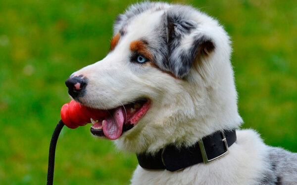 dicas-para-melhorar-comportamento-dos-cachorros