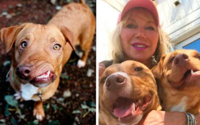 03 histórias de cães de rua resgatados que tiveram um final feliz