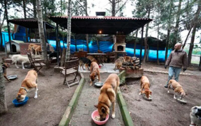 Amante-dos-animais-transforma-fazenda-em-santuario-para-caes-de-rua