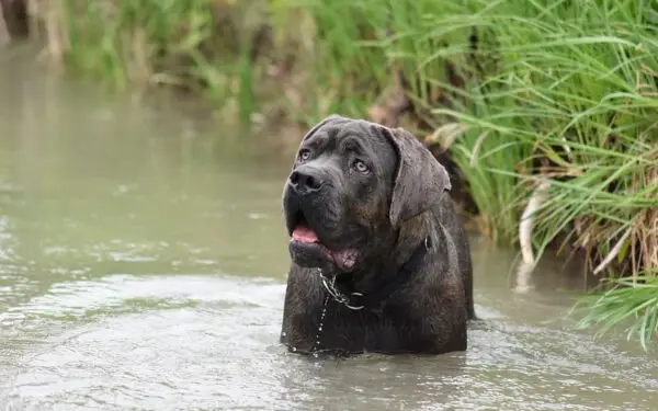 As raças de cães mais fortes e poderosas do mundo 