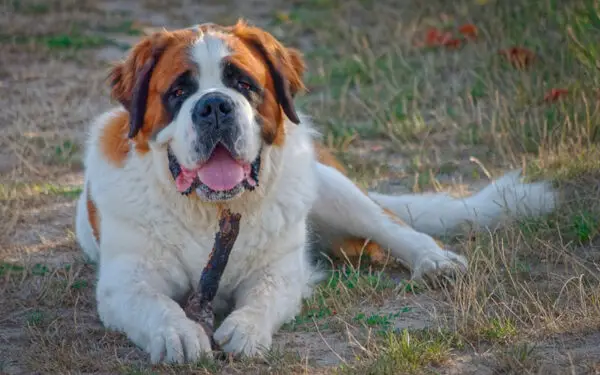 As raças de cães mais fortes e poderosas do mundo 