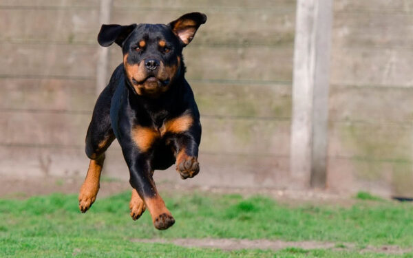 As raças de cães mais fortes e poderosas do mundo 