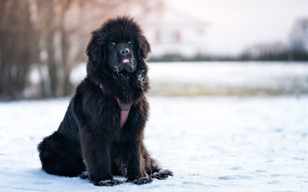 As raças de cães mais fortes e poderosas do mundo 