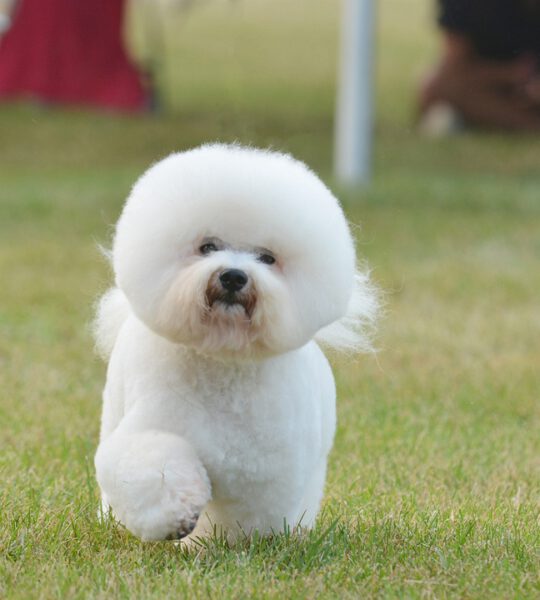 Bichon Frisé