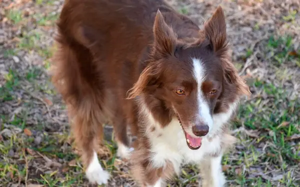 Border collie