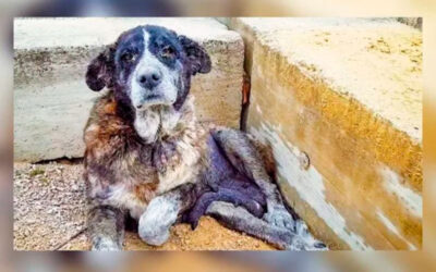 Cachorra-idosa-e-doente-esperava-o-fim-dos-dias-em-um-lixao-mas-agora-sorri-feliz