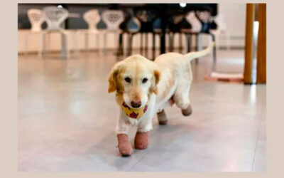 Cachorra-que-perdeu-todas-as-4-patas-no-mercado-de-carne-e-adotada