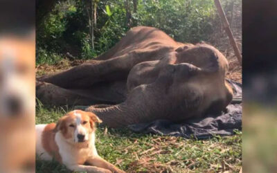 Cachorra-se-recusa-a-sair-do-lado-de-seu-amigo-elefante-em-suas-ultimas-horas-de-vida