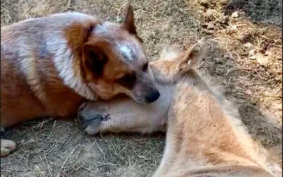 Cachorro-adota-potrinho-orfao-dando-amor-e-apoio-para-enfrentar-o-luto