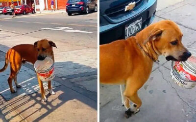 Cachorro-com-sede-anda-com-um-balde-pedindo-agua