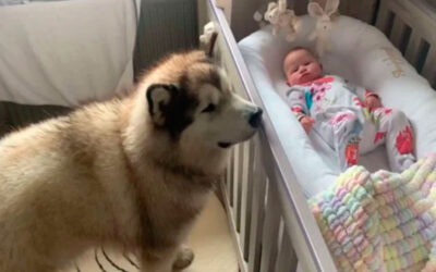 Cachorro-gigante-se-apaixona-por-menininha-e-cuida-dela-como-uma-baba