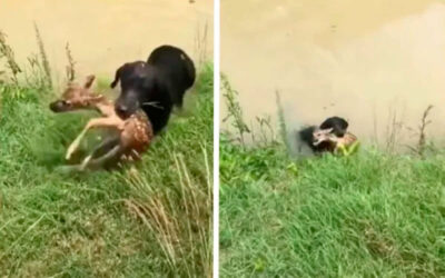 Cachorro-salva-filhote-de-cervo-que-estava-se-afogando-no-rio