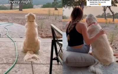 Cachorro-senta-todos-os-dias-no-mesmo-lugar-para-assistir-ao-por-do-sol