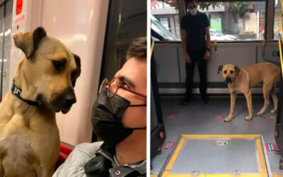 Cachorro-surpreende-as-pessoas-por-utilizar-o-transporte-publico-para-viajar-pela-cidade