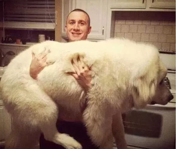 Cachorros grandes com alma de filhotes Cachorros-grandes-com-alma-de-filhotes