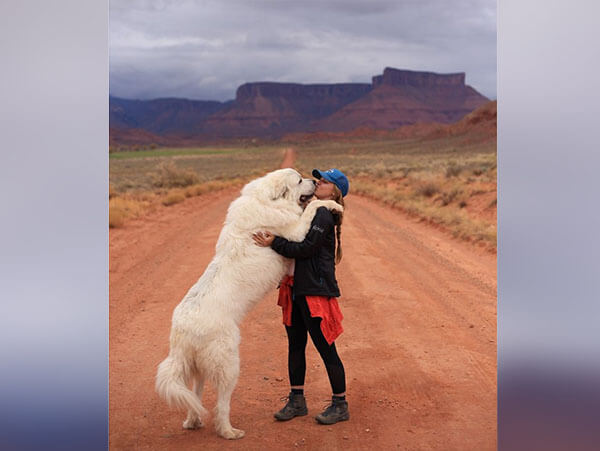 Cachorros-grandes-com-alma-de-filhotes