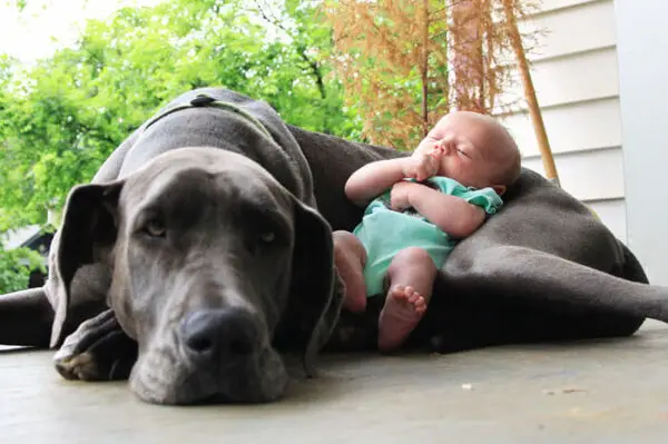 Cachorros-grandes-com-alma-de-filhotes