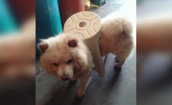 Cachorros grandes com alma de filhotes Cachorros-grandes-com-alma-de-filhotes