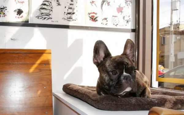 26 raças de cachorros pouco ativos para pessoas sedentárias Cachorros-pouco-ativos