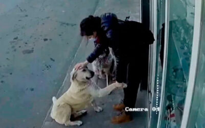 Camera-mostra-mulher-demonstrando-que-cachorros-na-rua-merecem-carinhos-e-cuidados