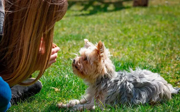 Crianças com pets são mais saudáveis?