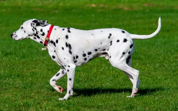 Dalmata