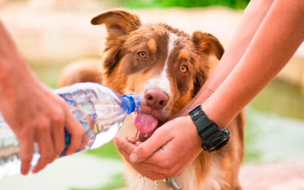 Dicas-para-cuidar-bem-do-seu-cachorro