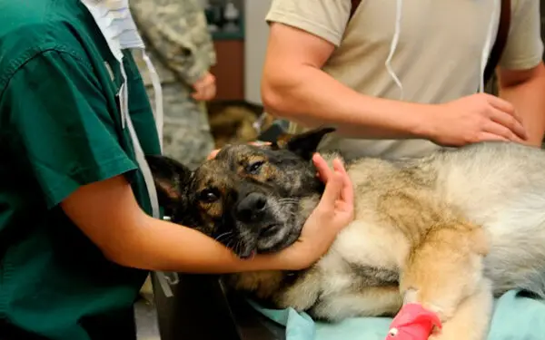 Dicas-para-cuidar-bem-do-seu-cachorro