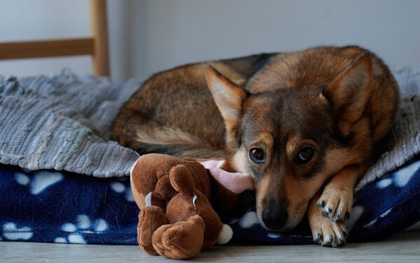 Dicas-para-cuidar-bem-do-seu-cachorro