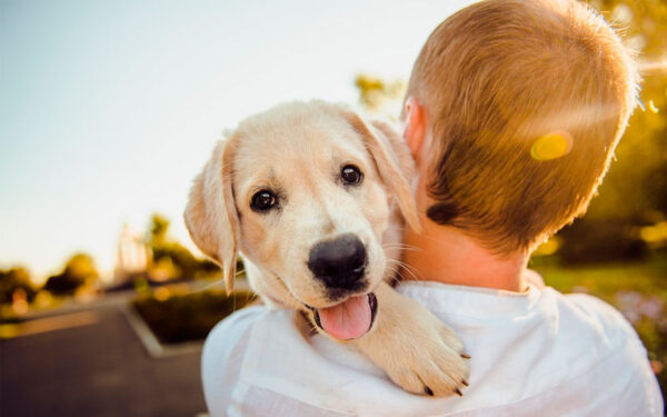 dicas para cuidar bem do seu cachorro 