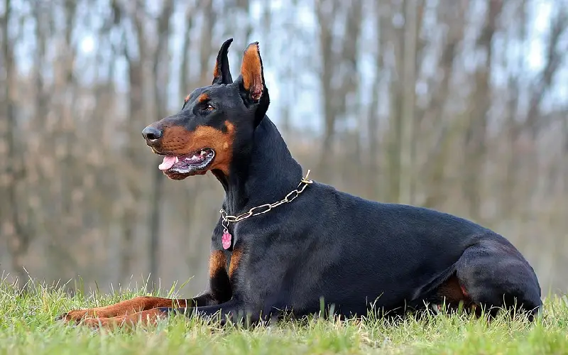 Doberman ou rottweiler 1