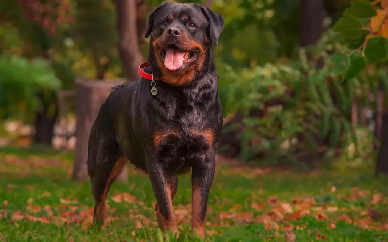 Doberman ou rottweiler