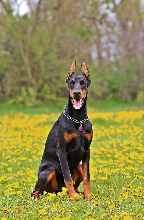 Doberman-vs.-rottweiler-4.4