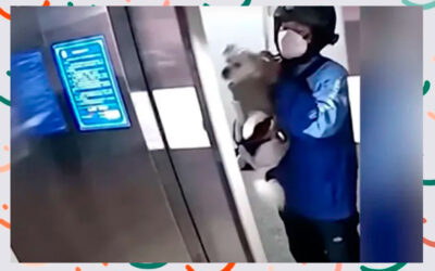 Entregador-salva-cachorro-que-ficou-preso-em-elevador