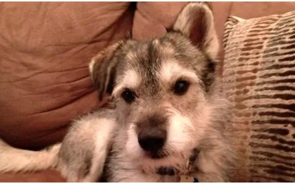 20 adoráveis misturas de husky siberiano que você vai se apaixonar Huskies-mesticos-apaixonantes