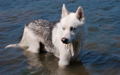 Huskies-mesticos-apaixonantes