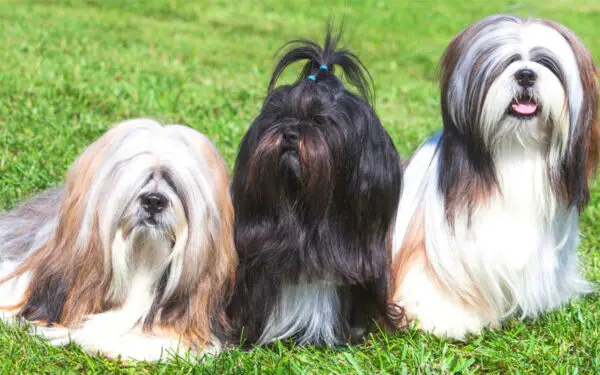 Lhasa apso 