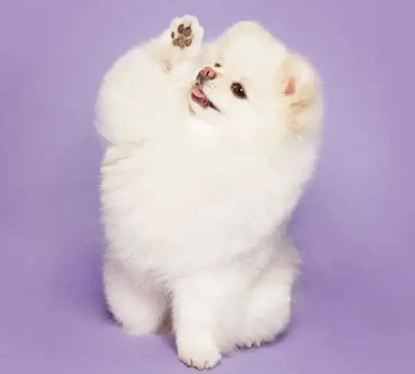 15 raças de cães para abraçar imediatamente Lulu da Pomerânia