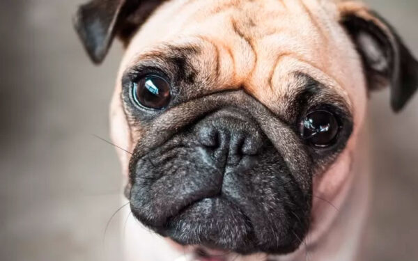 Manchas de lágrima em cachorro – o que significa? 