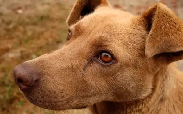 Manchas de lágrima em cachorro – o que significa? 