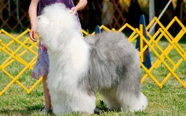 Old english sheepdog 