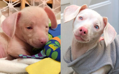 Piglet-um-cachorrinho-com-aparencia-de-porco-surdo-cego-e-rosado-e-resgatado-e-fica-famoso