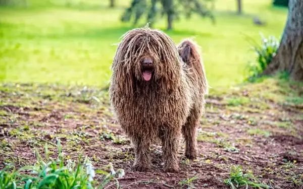 15 raças de cães para abraçar imediatamente Puli