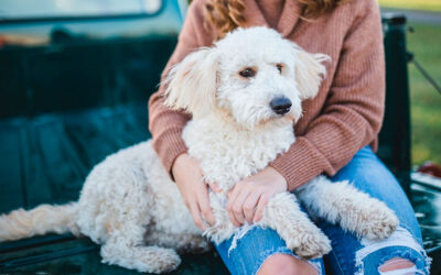 Raças de cães para abraçar imediatamente 