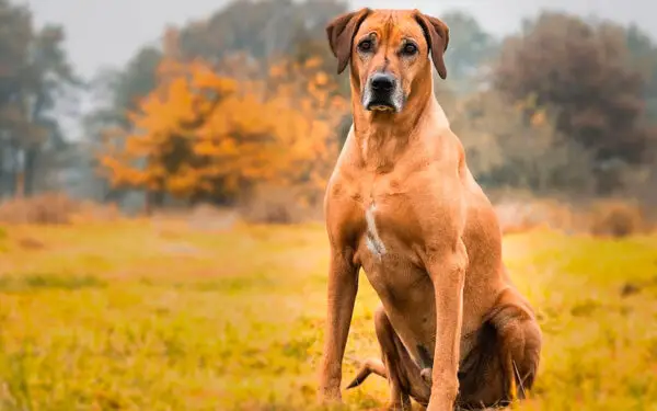 As raças de cães mais fortes e poderosas do mundo 