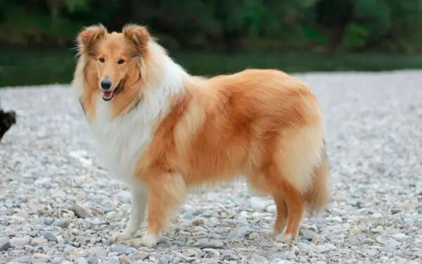 15 raças de cães para abraçar imediatamente Rough collie