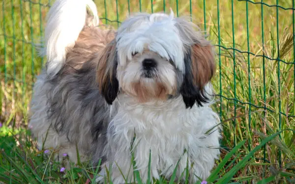 Shih tzu 