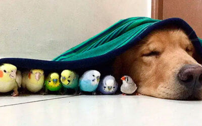 Um-golden-retriever-e-seus-simpaticos-amigos