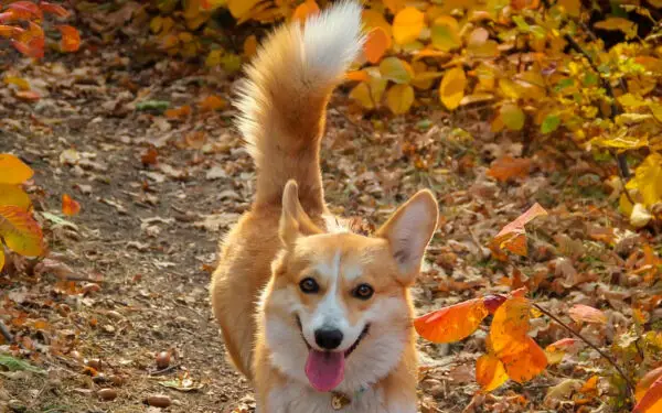 Fatos curiosos sobre os cachorros